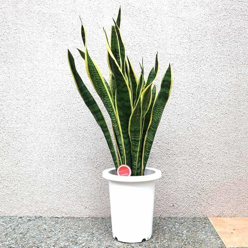 ＩＴＡＮＳＥ サンスベリア ローレンティー 観葉植物 中型 7号プラスチック鉢 品種で選べる観葉植物 リビングやオフィス向きサイズ 1個 リュウゼツラン科サンセベリア属 流通名 サンスベリア センセベリア トラノオ 原生地 熱帯アフリカ