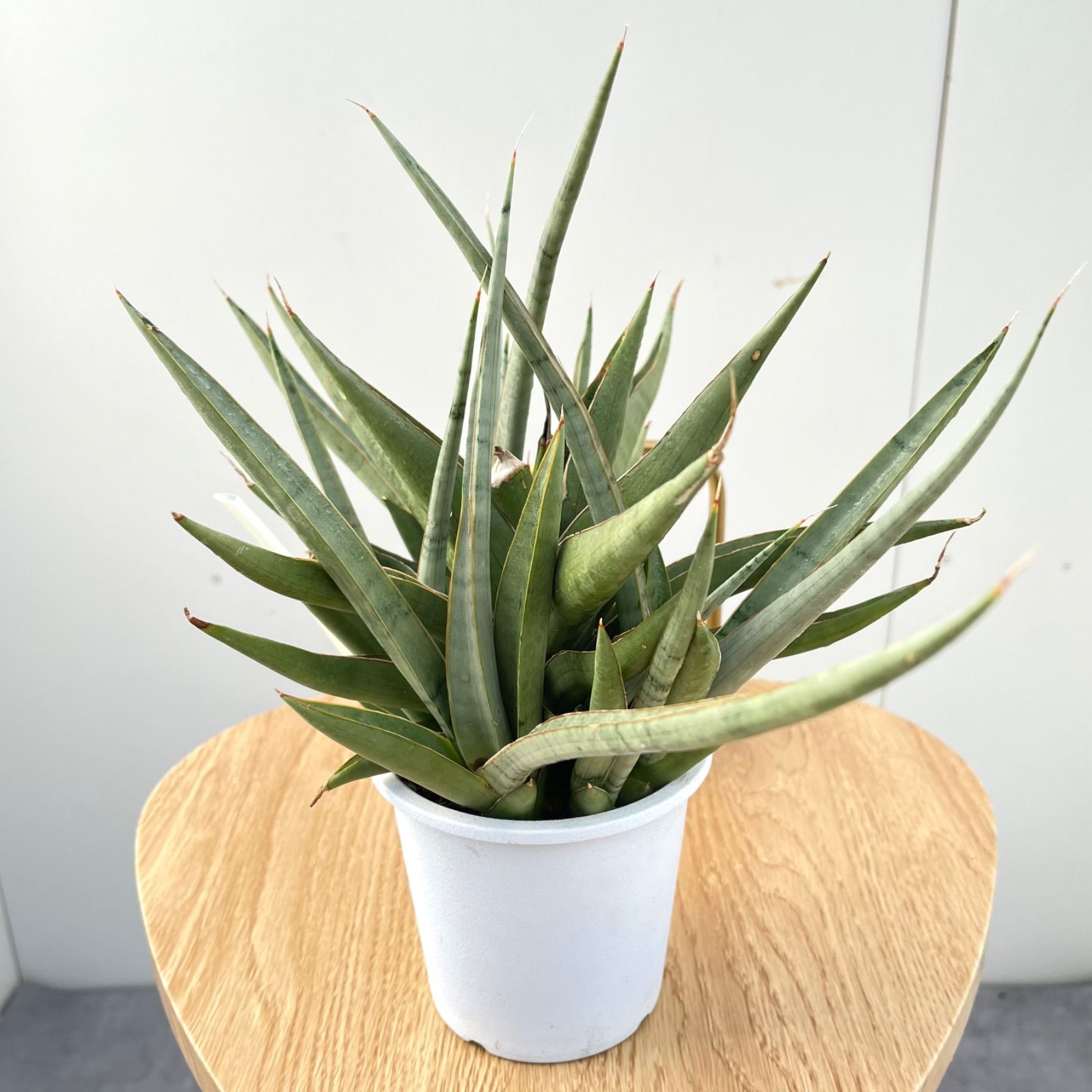 現品　サンスベリア　バイビット　希少　レア　ドライガーデン　インテリアグリーン 現品 サンスベリア バイビット レア ドライガーデン インテリア