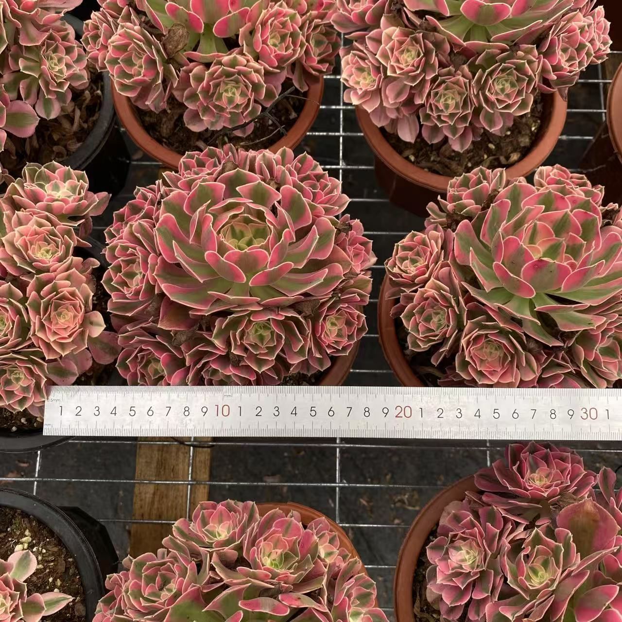 -*-様 B1528-2×20苗ピンクウィッチ抜き苗 多肉植物 エケベリア サボ 様 B1528-2×20苗ピンクウィッチ抜き苗 多肉植物 エケベリア サボ