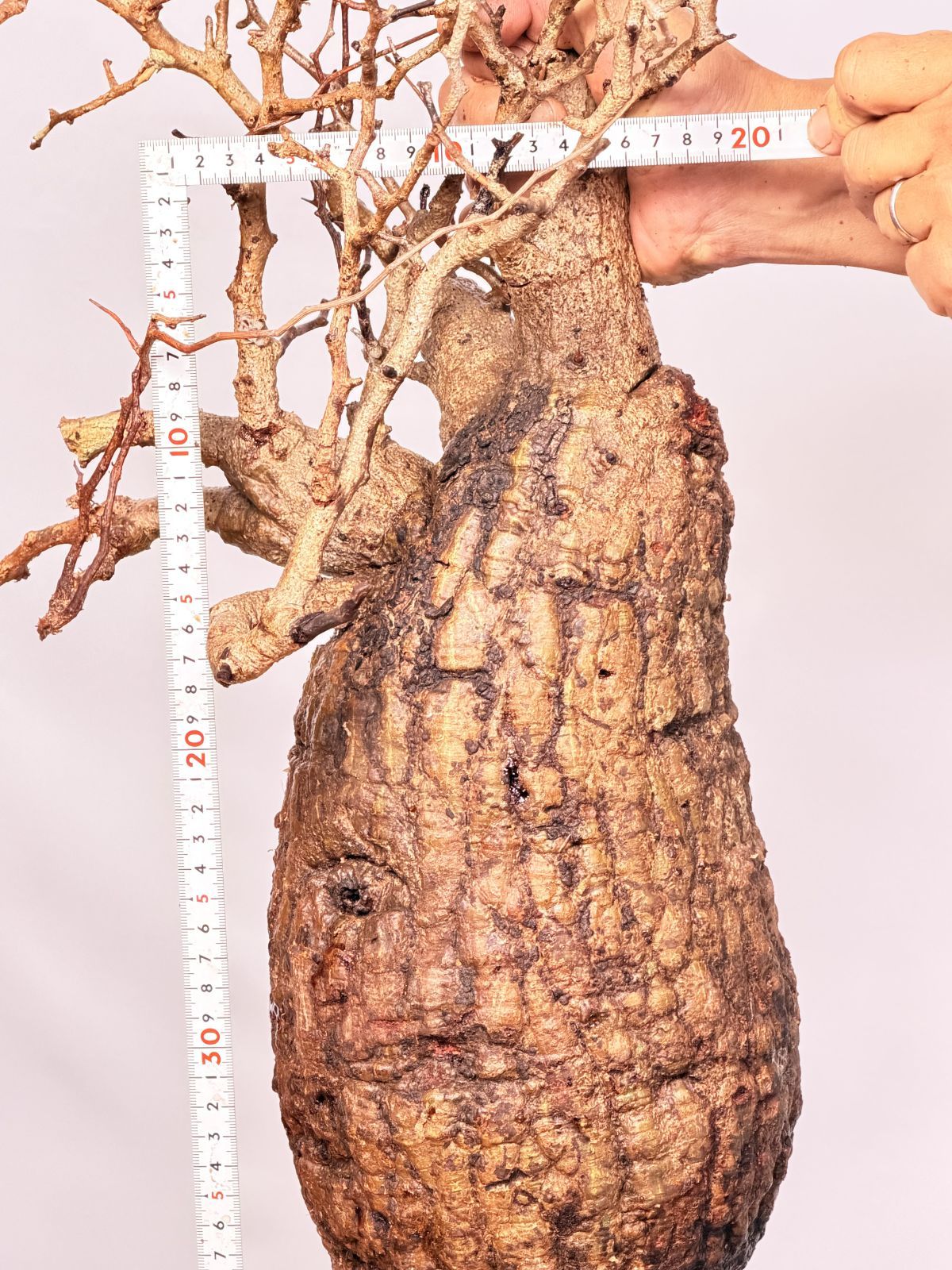 オペルクリカリア パキプス