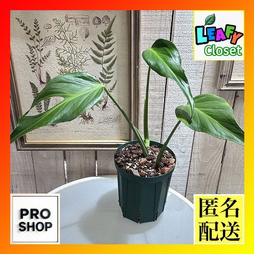 7 モンステラ バールマルクスフレーム 2寸ポリポット セール開催中 ネコポス モンステラ バールマルクスフレーム 5モンステラ バールマルクスフレーム 2寸ポリポット ネコポス