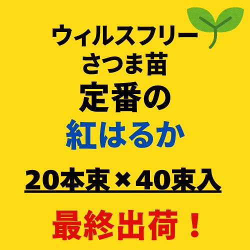 出荷 定番べにはるか 令和7年度 切り苗 登録品種 PVP ウィルスフリー苗 800本 40束