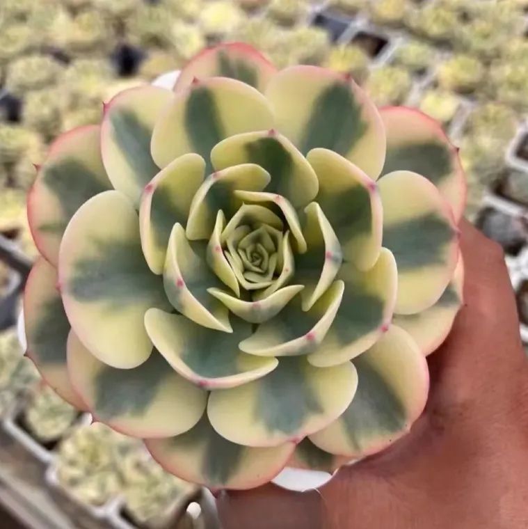 50多肉植物ルノーディーン 50苗4-6CM エケベリア：ルノーディーン 2.5号ポット の通販 | 園芸ネット