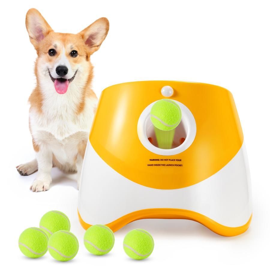 犬