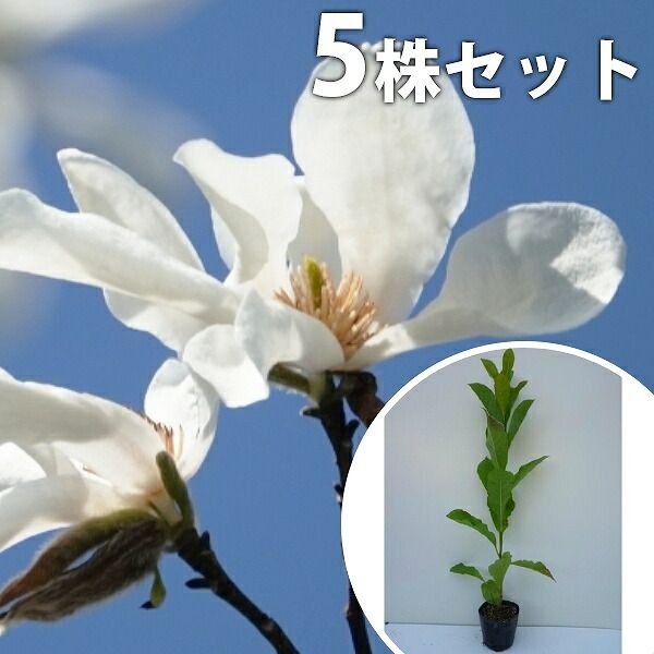 苗/苗木 【5本セット】 コブシ 樹高0.3m前後 10.5cmポット こぶし 苗木 苗 植木 庭木 生け垣 kb 5本 5