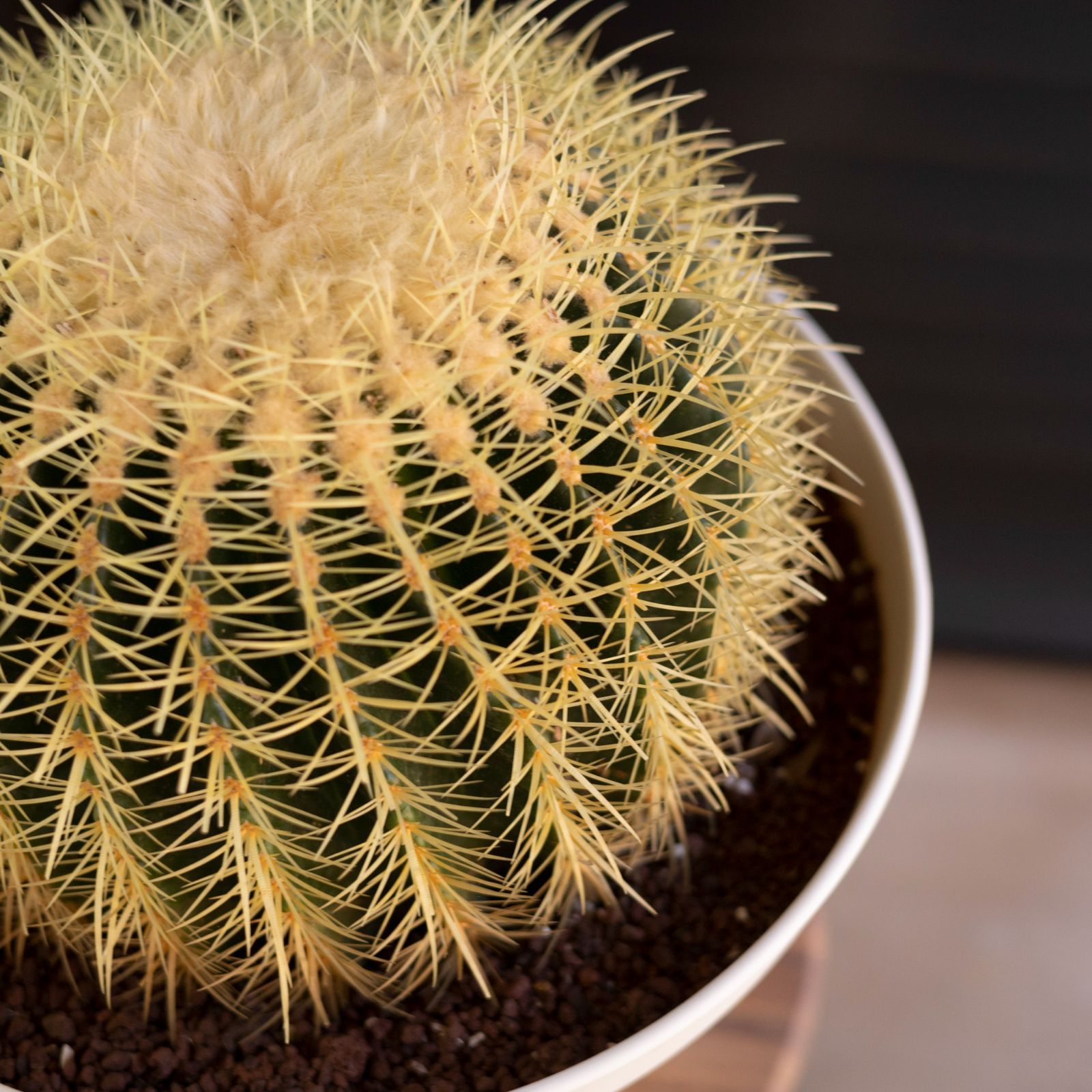 発根済】36cm 金鯱 サボテン 特大 12号 多肉植物 ドライガーデン