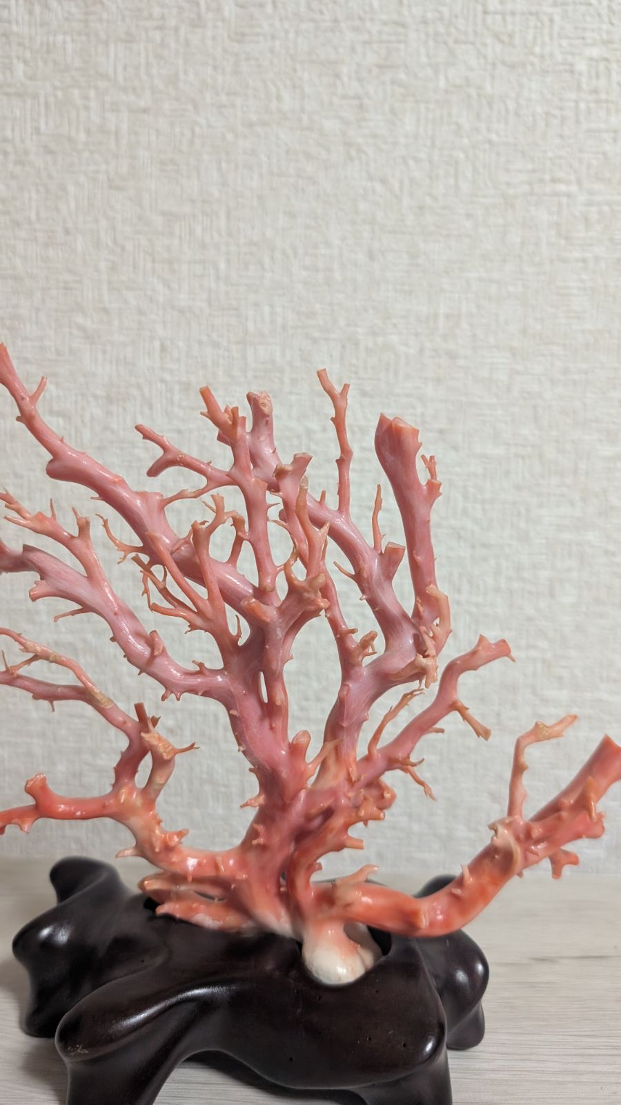 珊瑚 本珊瑚