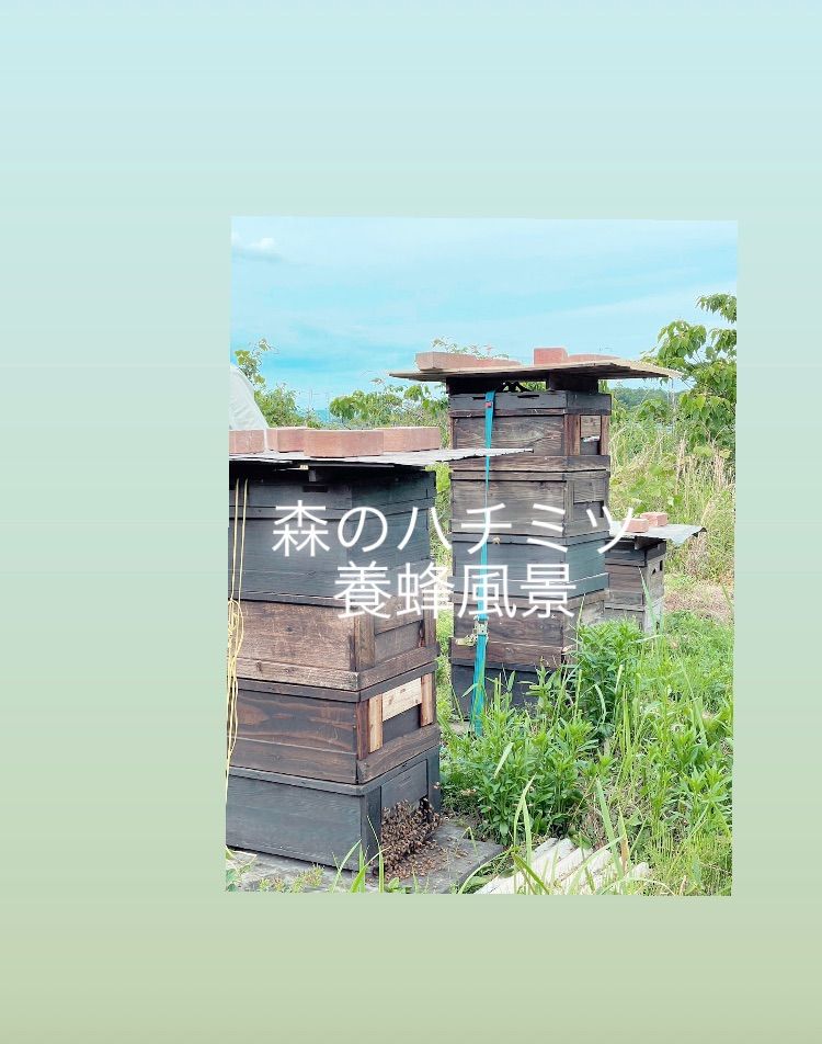 はちみつ 百花蜜 600g×2瓶 《1200g》国産 純粋蜂蜜 - 森のハチミツ