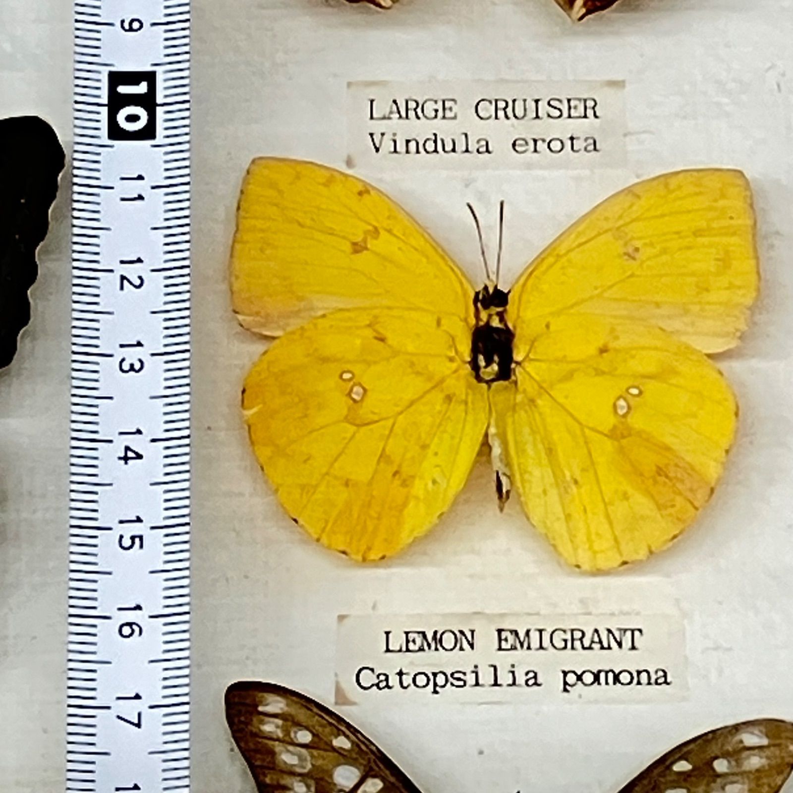 蝶 標本 9種類 クリッパー・オータムリーフ・ヒメシロオナガタイマイ