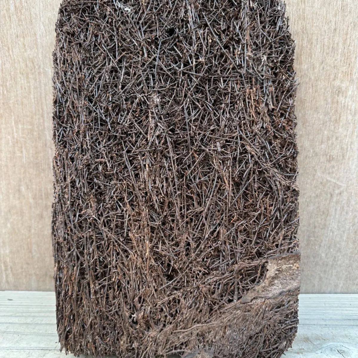 ヘゴ板 約20X30cm③ ヘゴ 板 フェゴ 観葉植物 観葉 植物 塊根植物 塊根 コーデックス 着生植物 着生 シダ植物 シダ エアプランツ ...