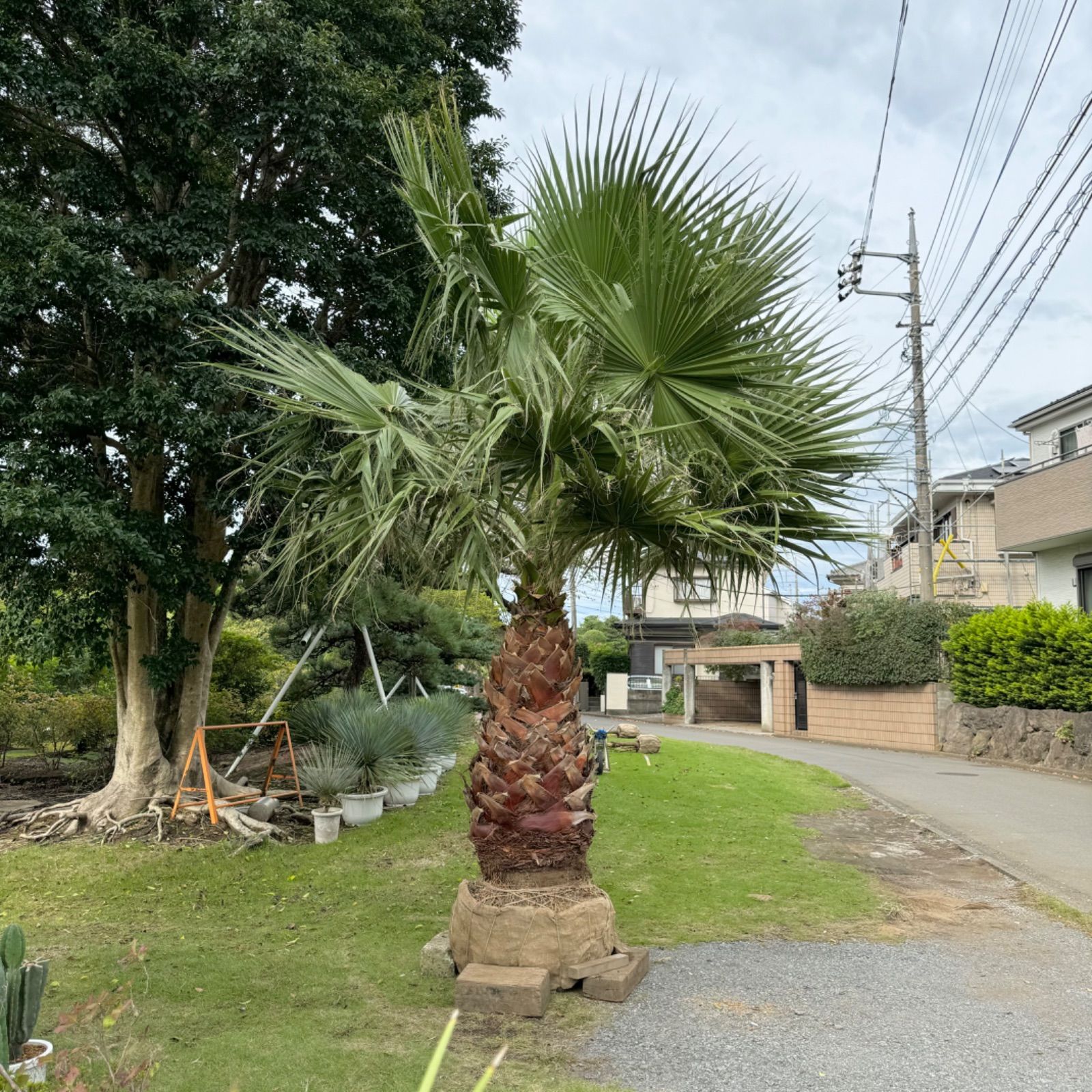 極太幹】ワシントンヤシ - メルカリ