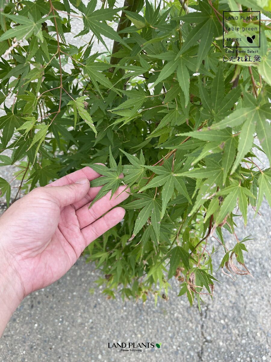 しだれ 紅葉（流泉：りゅうせん） 1鉢 8号 プラスチック鉢 紅葉 もみじ