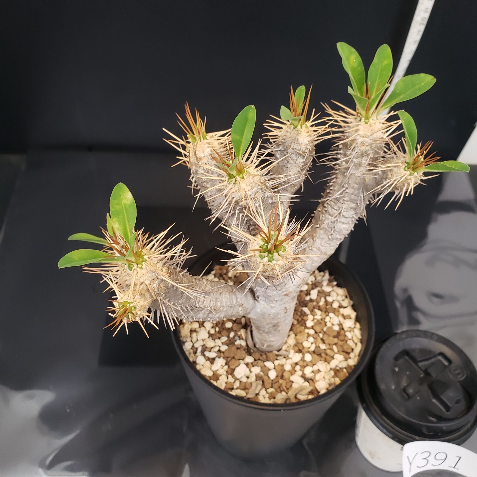 ユーフォルビア ギラウミニアナ 現地球 美株 ユーフォルビア ギラウミニアナ 小型 現地球 発根株（鉢付き