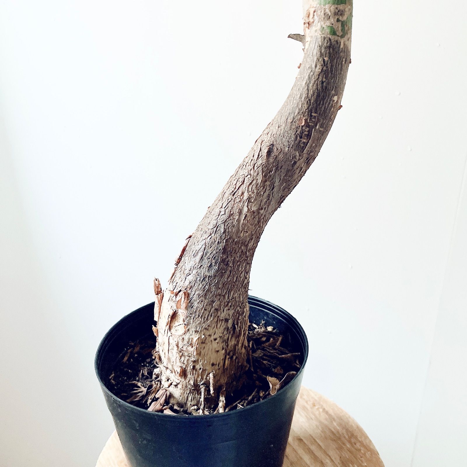 【希少】パキラ ミルキーウェイ 実生 新芽 Sサイズ 観葉植物 calm p 希少】パキラ ミルキーウェイ 実生 新芽 Sサイズ 観葉植物 calm