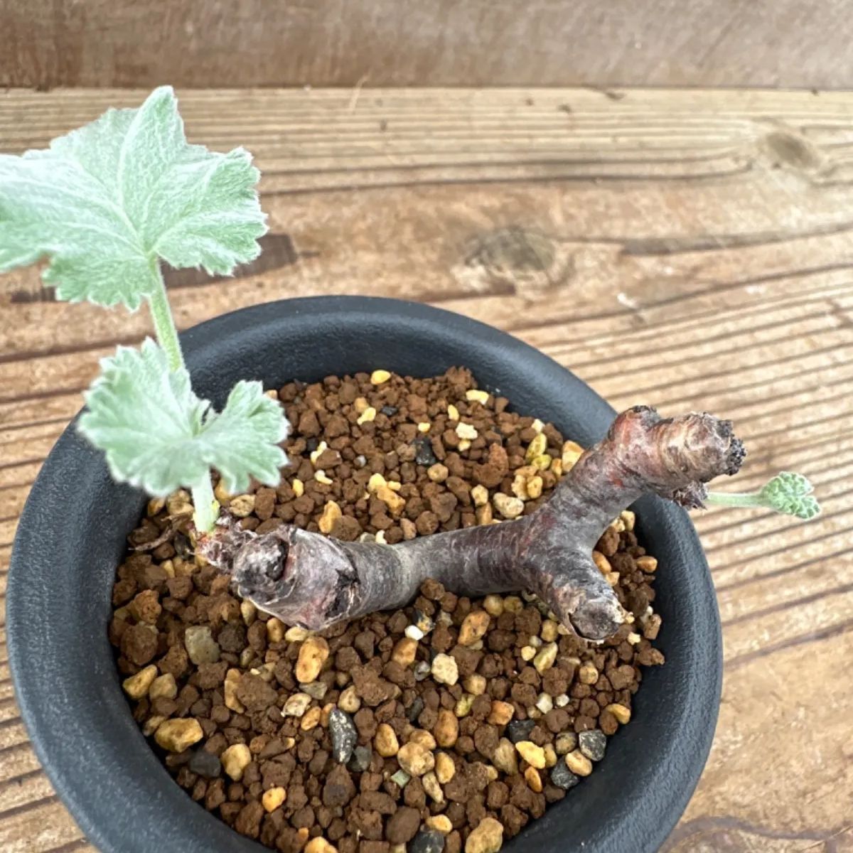 ペラルゴニウム ミラビレ③ 現品 Pelargonium mirabile 観葉植物 ペラルゴニウム ミラビレ③ 現品 Pelargonium mirabile 観葉植物