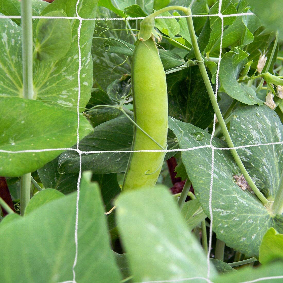 野菜 つる