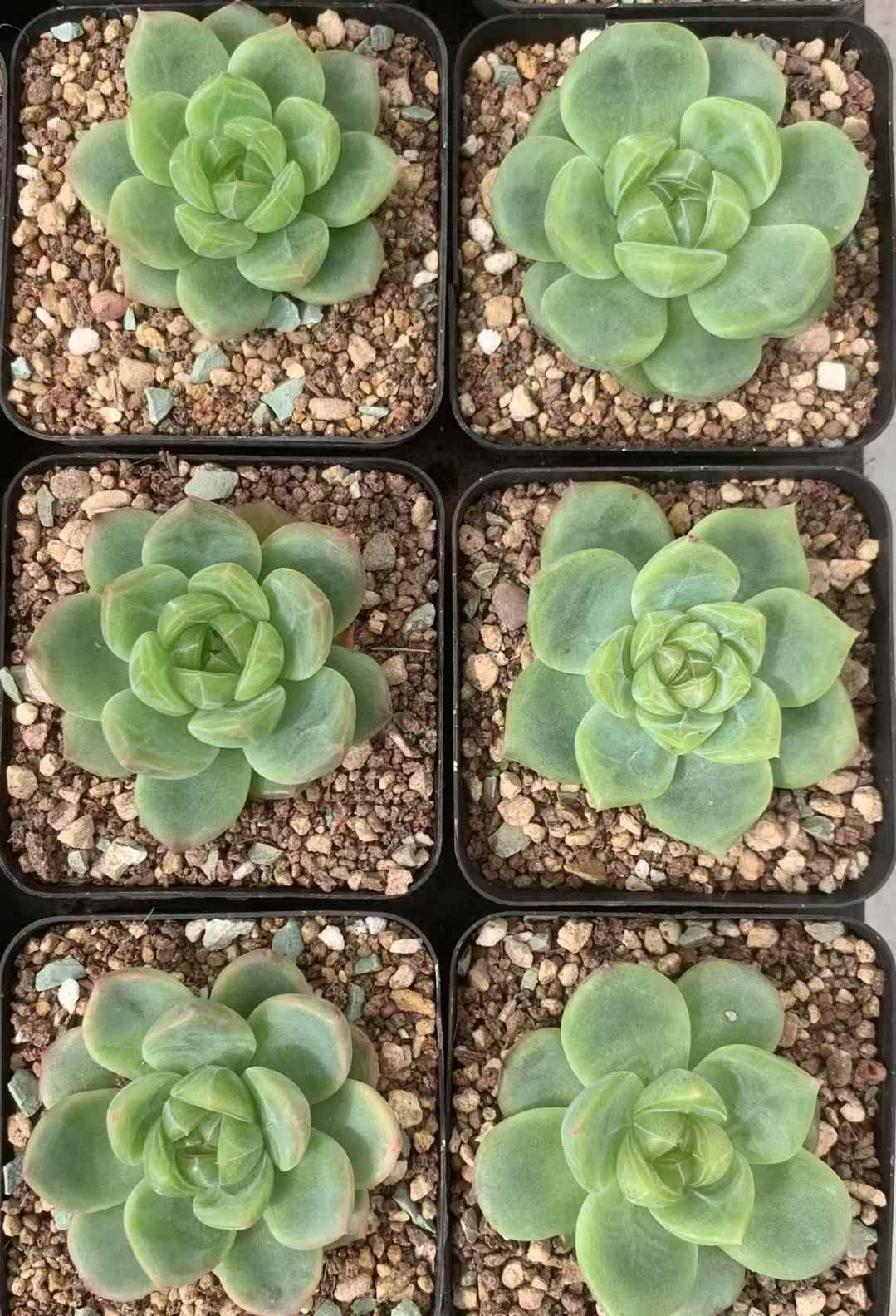 佐川急便発送 エケベリア