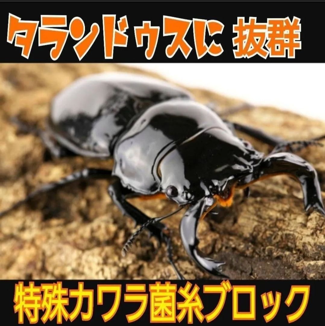極上☆カワラタケ菌糸ブロック【5個セット】 4000cc クヌギ100 