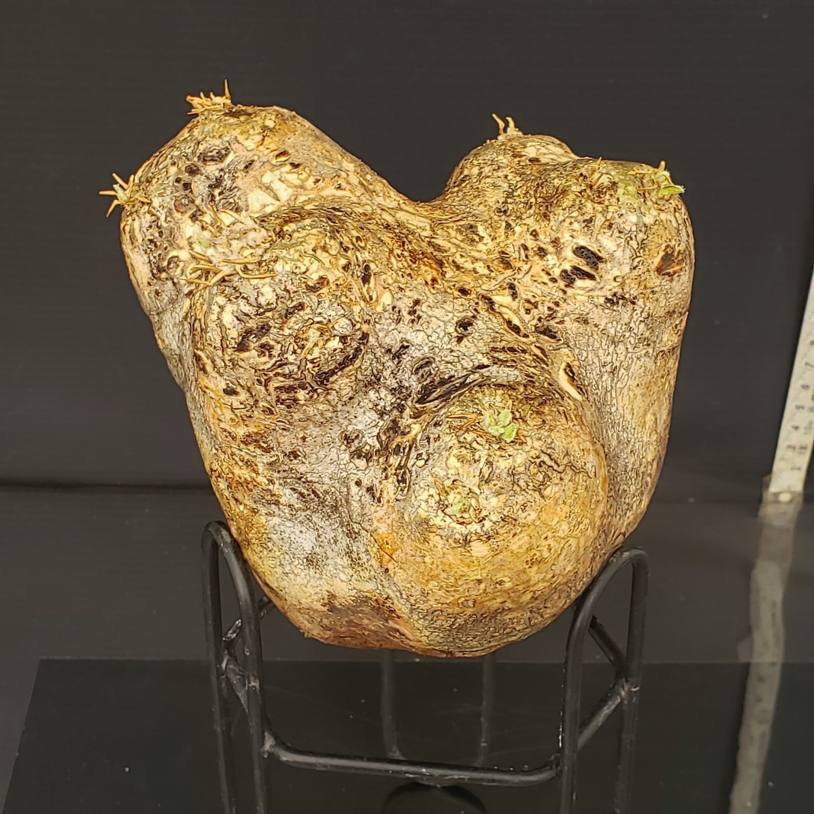 T454【最新到着】Pachypodium エブレネウム（現地球・抜き苗）【塊根