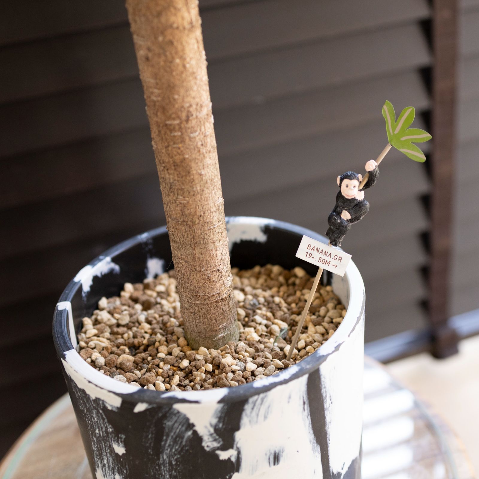 現品】ガジュマル 超曲がり 昇り龍の様な仕立て 多幸の木 8号サイズ Ⅱ