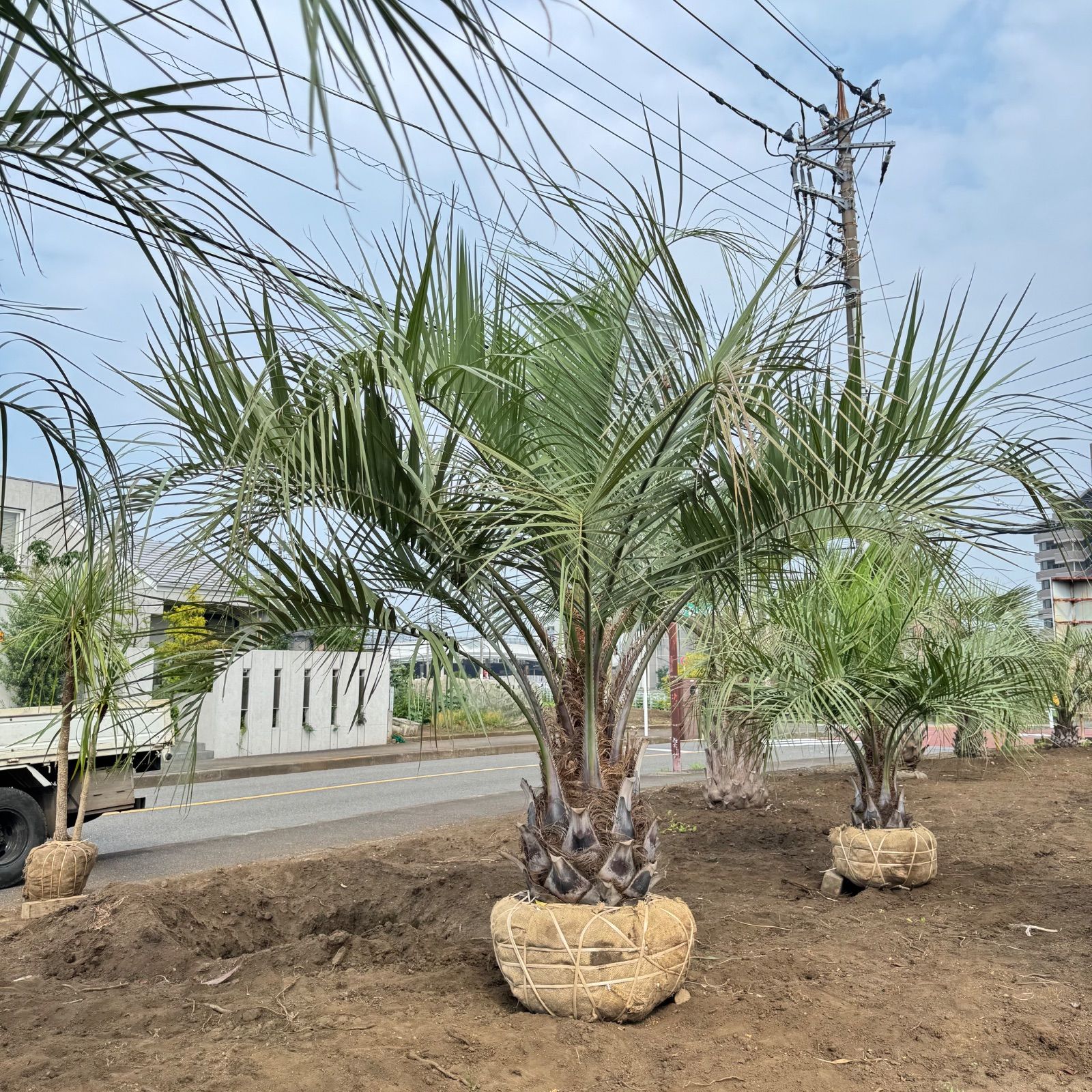 極太幹】3m40cm ココスヤシ - メルカリ