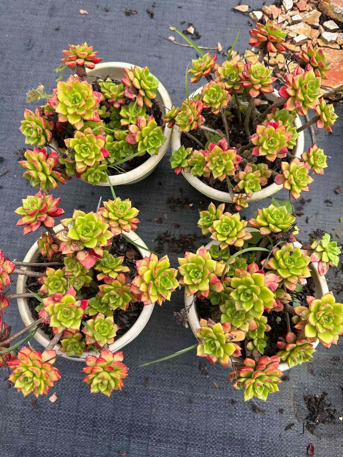 エケベリア 韓国苗