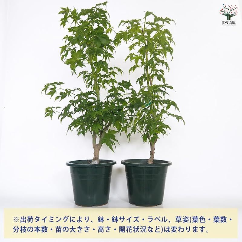 ＩＴＡＮＳＥ モミジ カワハラミドリ 6号 1個売り 広葉樹 低木 学名 Acer palmatum Kawahara Midori タイプ ムクロジ科 カエデ属 耐寒性 落葉 高木 原産地 日本 アメリカ 春は黄緑色で夏は緑に秋は黄色 0 USTAUSTRALIA_COM_AU