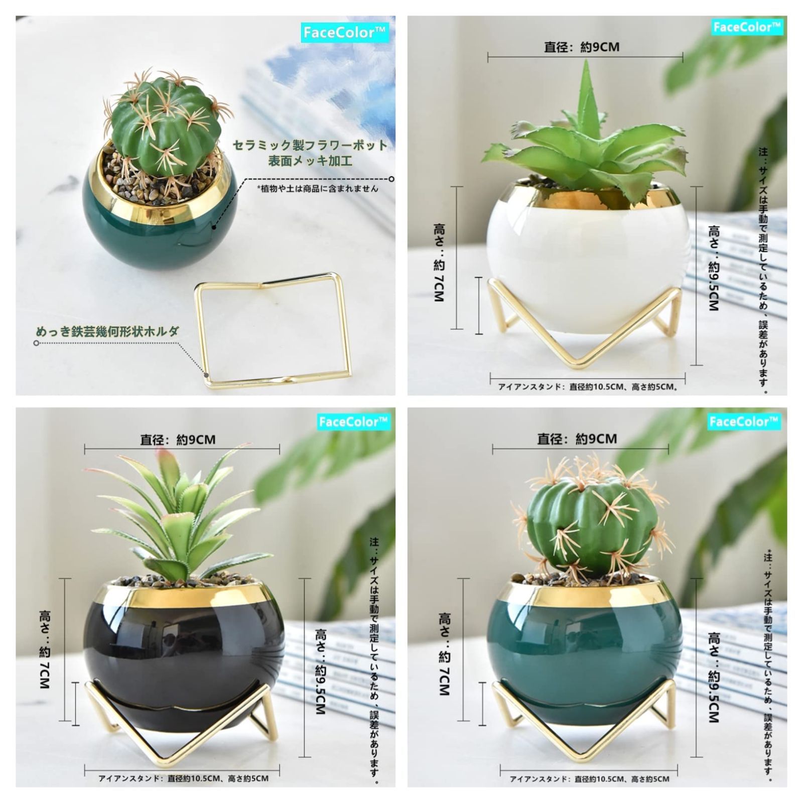 菊水 大型タイプ実生 鉢植えメルカリ便送料込み