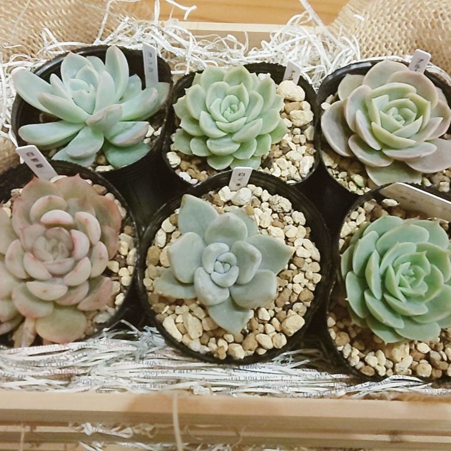 鉢·土付き]［メルカリらくらく便］🌵多肉植物 ６種セット （バラ売り