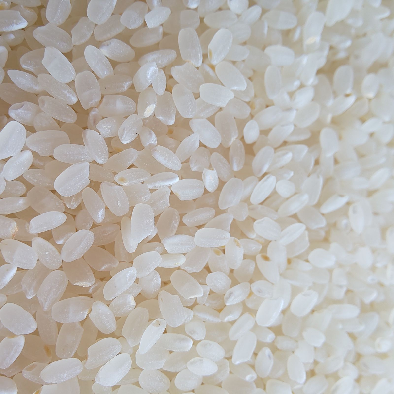 農薬不使用 ヒノヒカリ大粒白米10kg - メルカリ