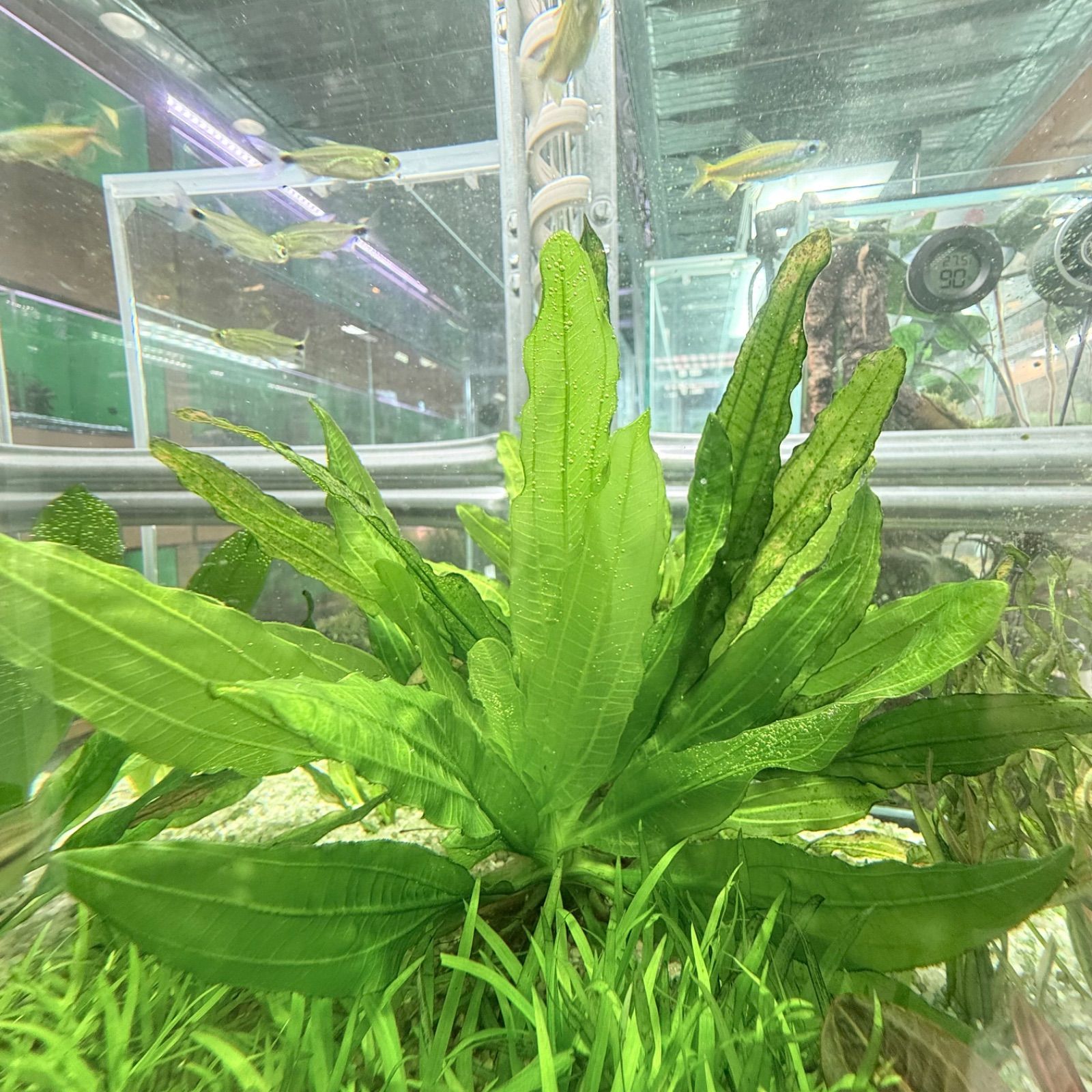 エキノドルス ホレマニーグリーン Montecarlo-1（子株）1株 - メルカリ