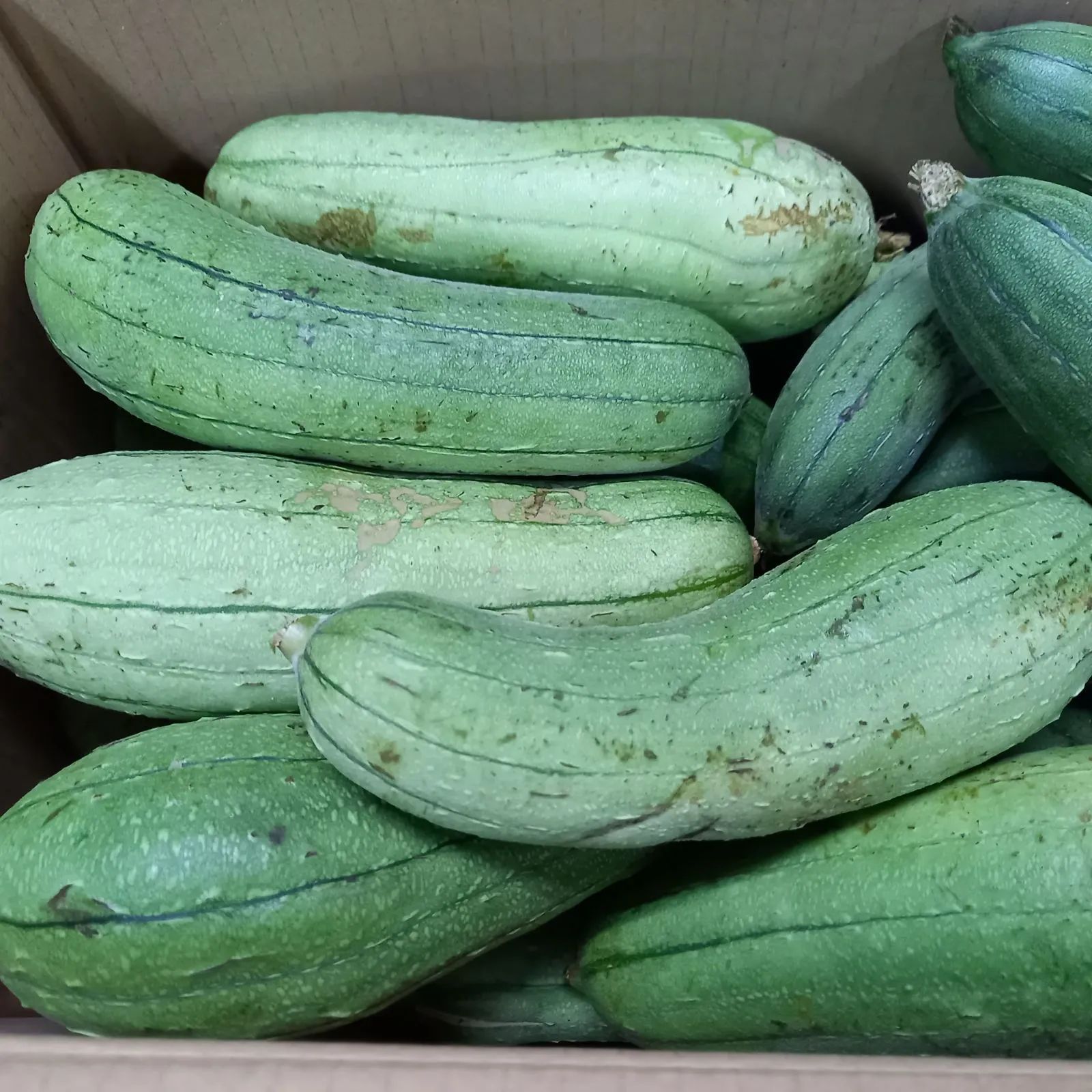 10キロ 沖縄野菜