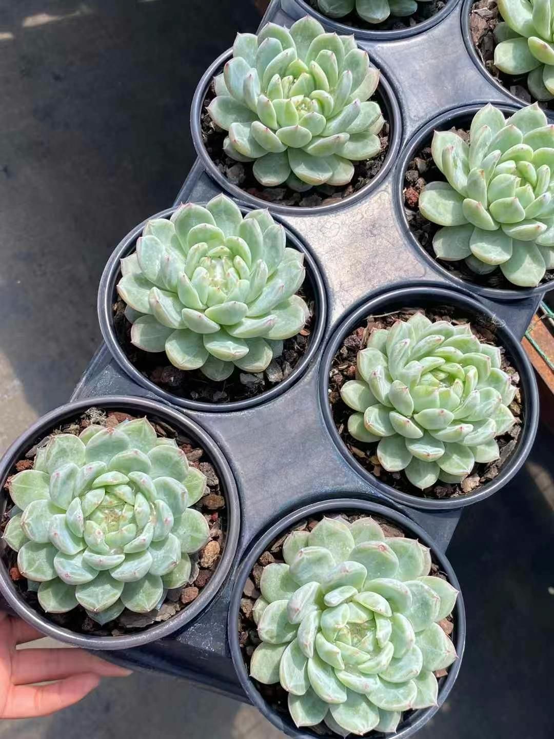抜き苗 スノーフレークジェニー DP203×16株 ふっくら 多肉植物 エケベリア サボテン 韓国苗 新入荷