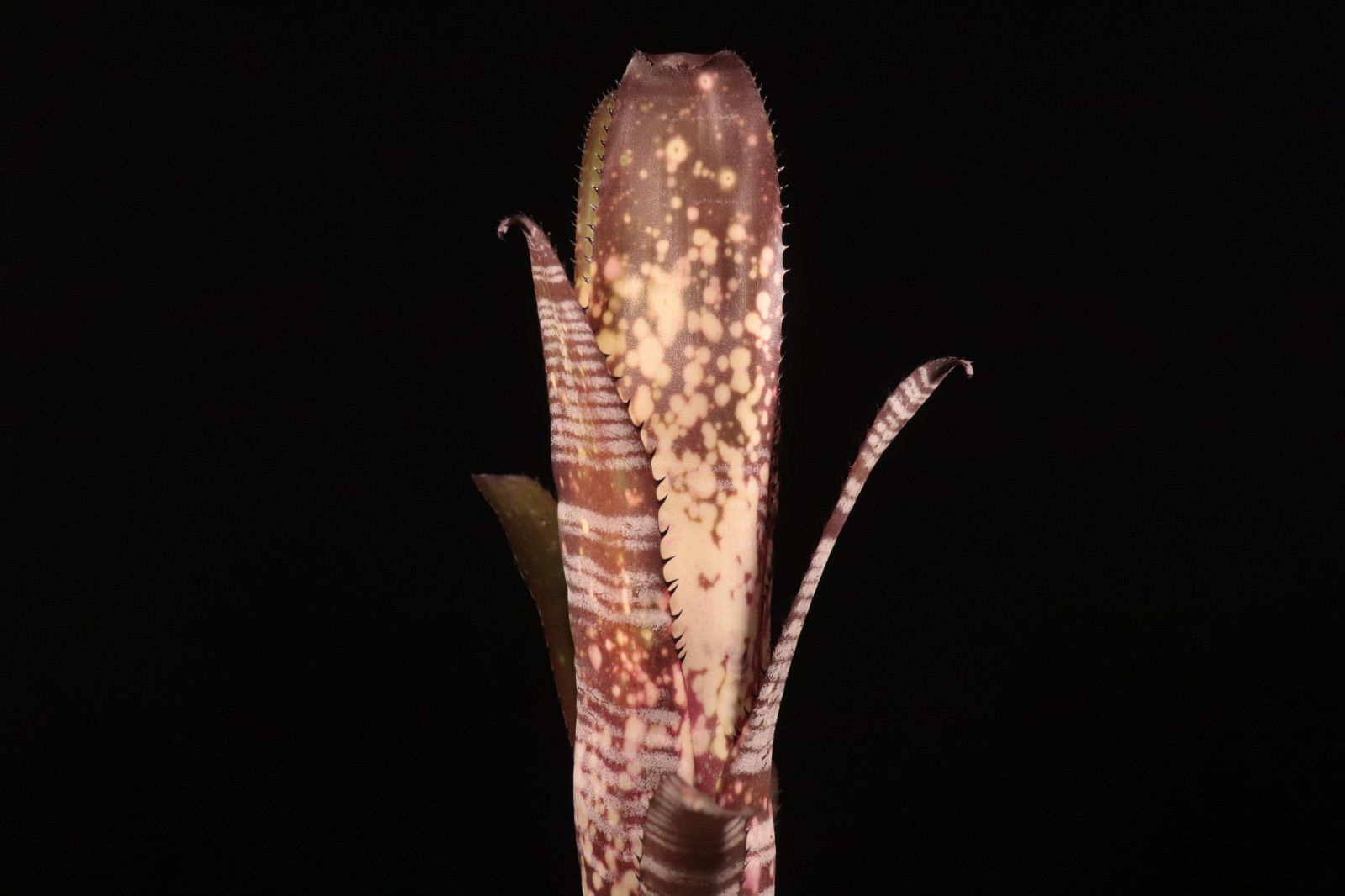 Billbergia 'Berry Blast'〔ビルベルギア〕現品発送B301 現品】ビルベルギア・ベリーブラスト Billbergia Berry Blast