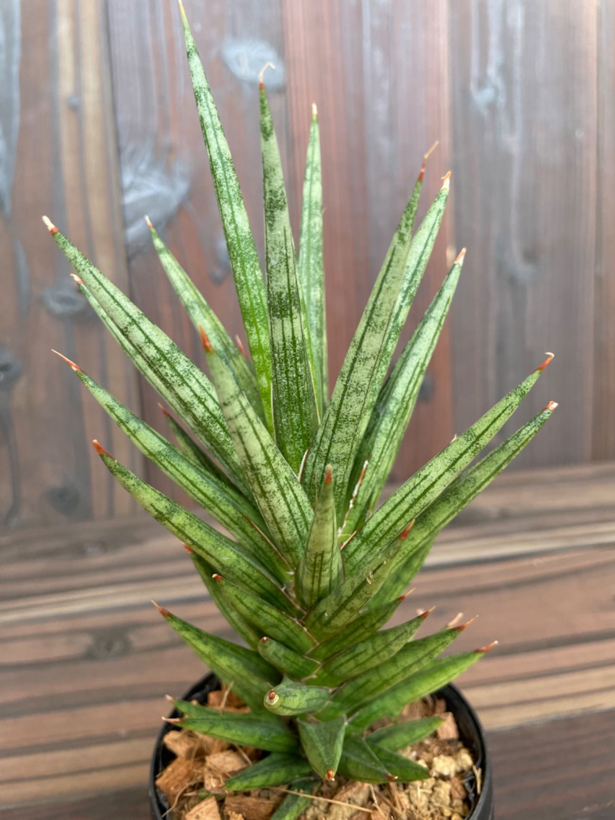 人気の福袋 安い 新品 未使用 サンスベリア フランシシー ビザールプランツ 多肉植物 抜き苗 植物 観葉植物 Www Liberisogni Org Www Liberisogni Org