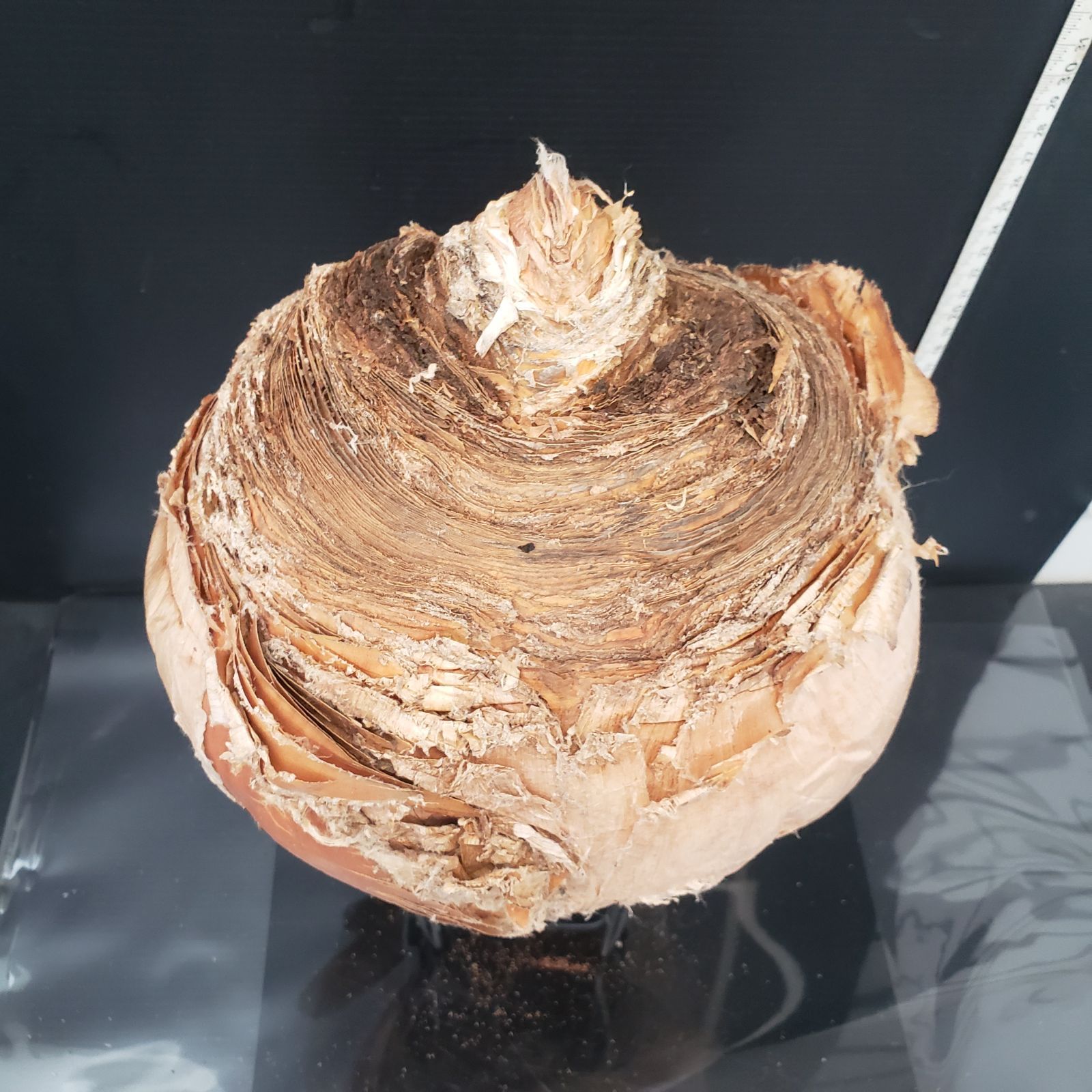 ハエマンソイデス