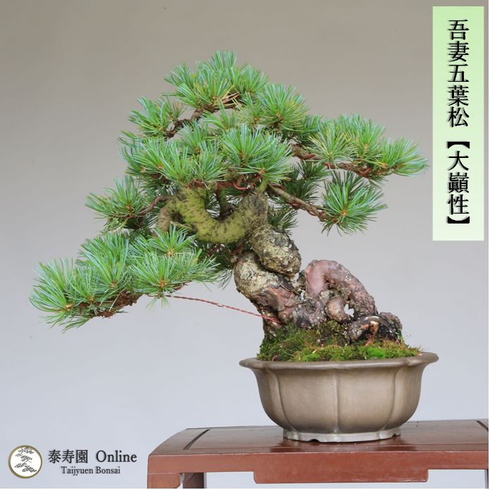 吾妻五葉松 五葉松 葉性抜群