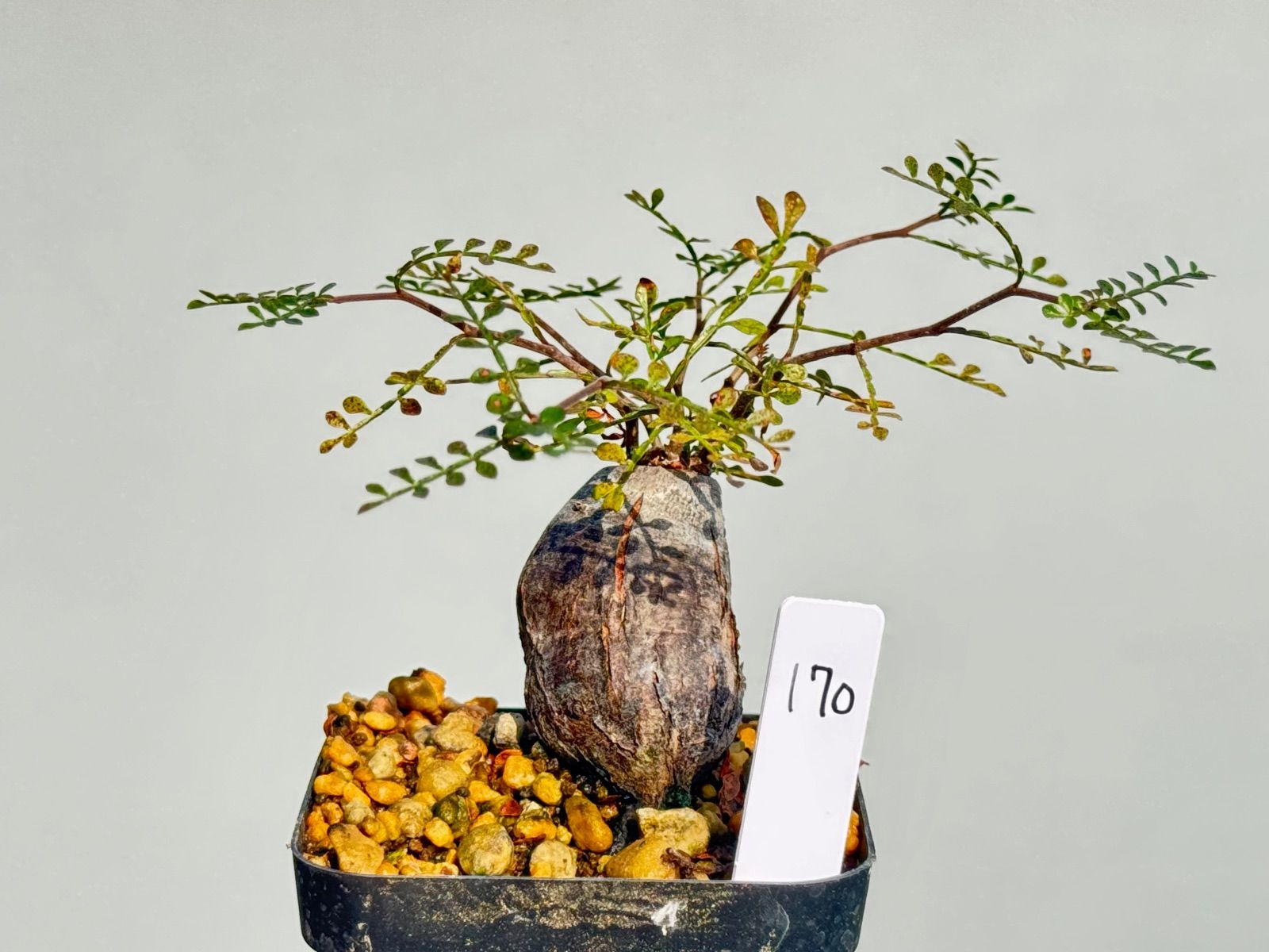 観葉植物 オペルクリカリア パキプス パワータンク170