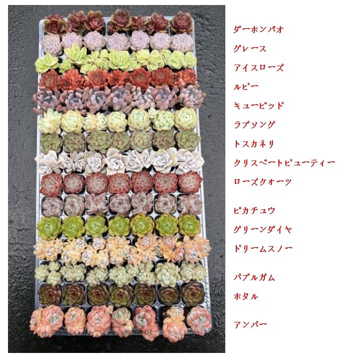 詰め合わせ 多肉植物