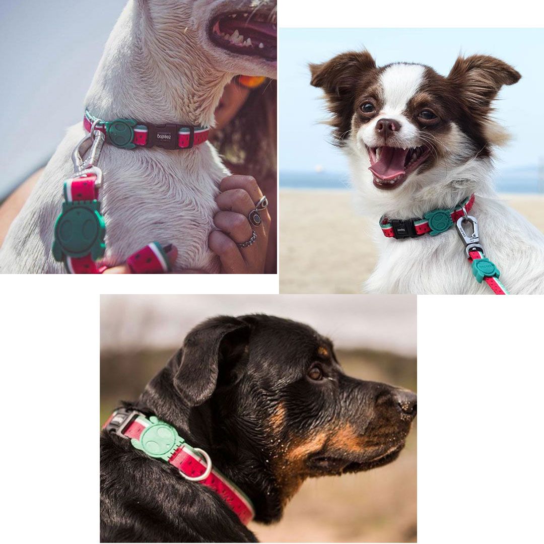 ジードッグzee.dog  COLLARS/首輪 LOLA(ローラ) サイズL (大型犬用) 2310  