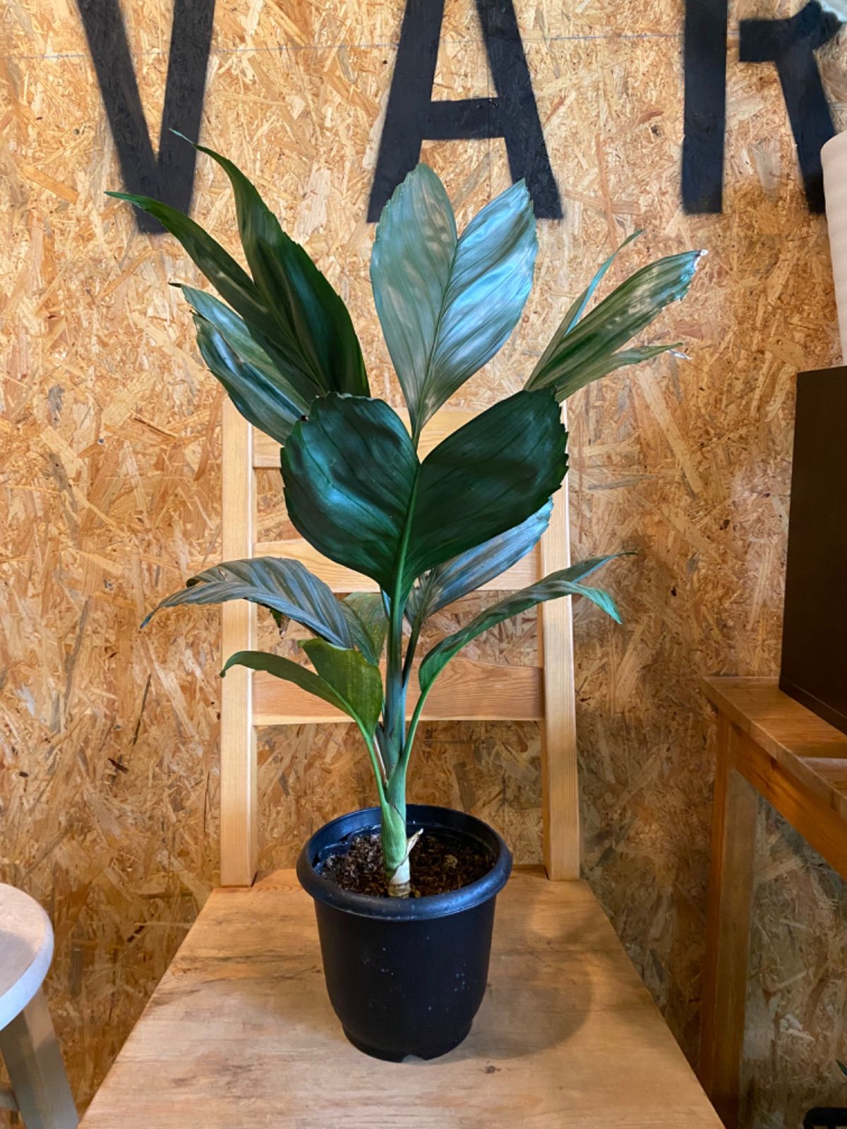 希少 【現品】チャメドレア テネラ 2本立ち ヤシ 育てやすい 観葉植物