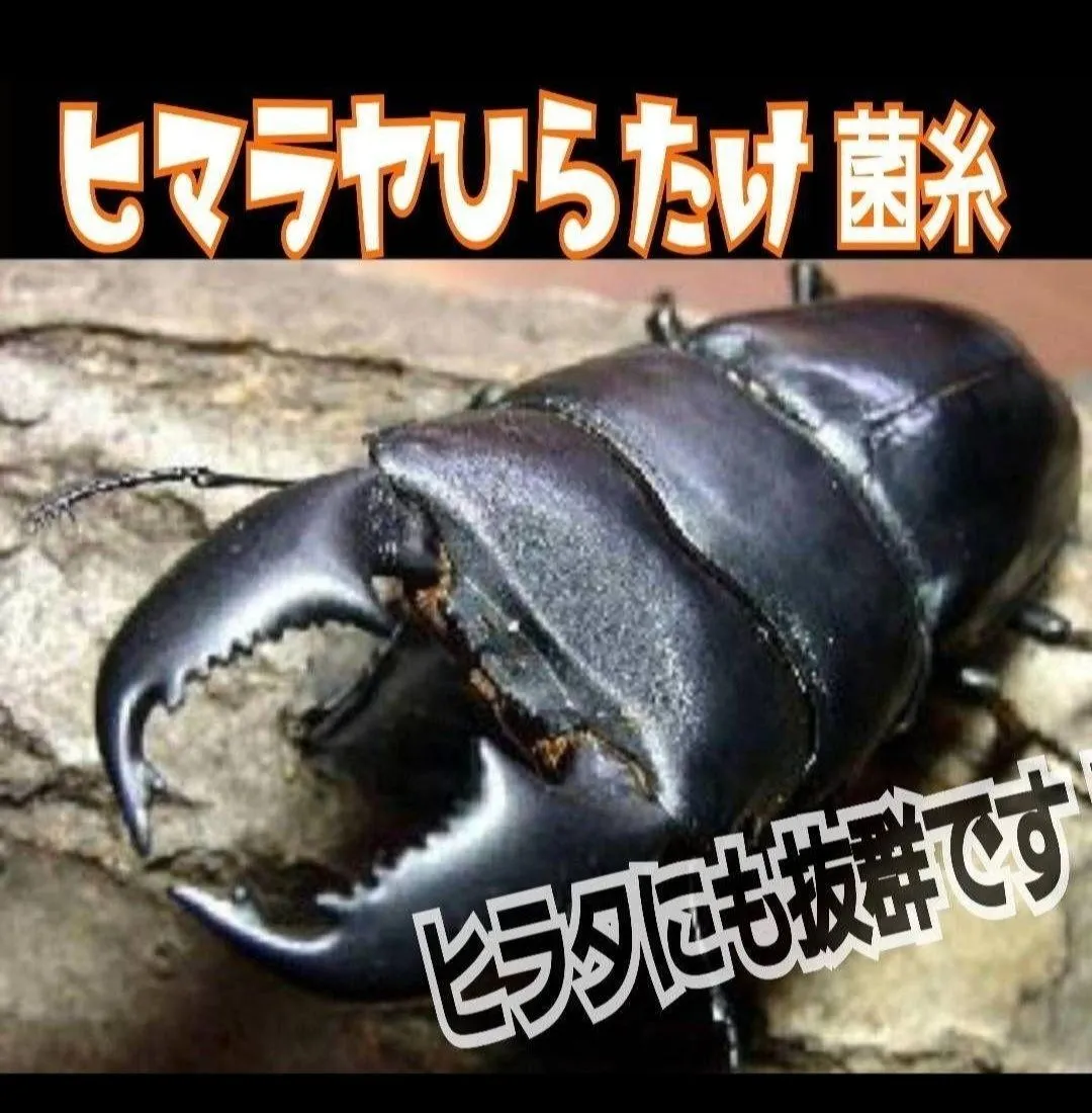 極上！ヒマラヤひらたけ菌糸瓶 特大1500mlボトル【4本セット
