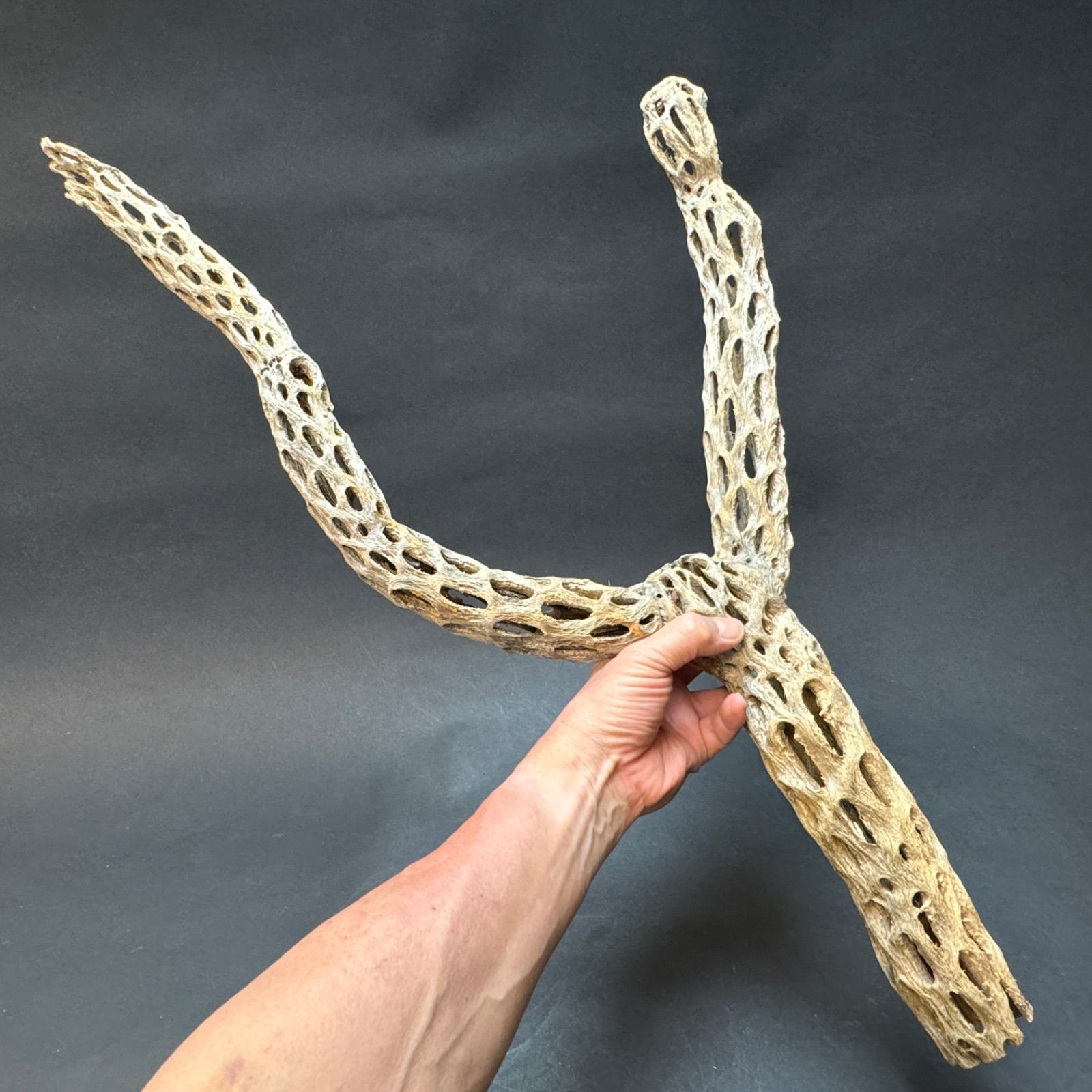 Y枝(大)長め-4 : (約)長さ73cm×最大幅35cm×最大φ6cm＊ 重さ(約
