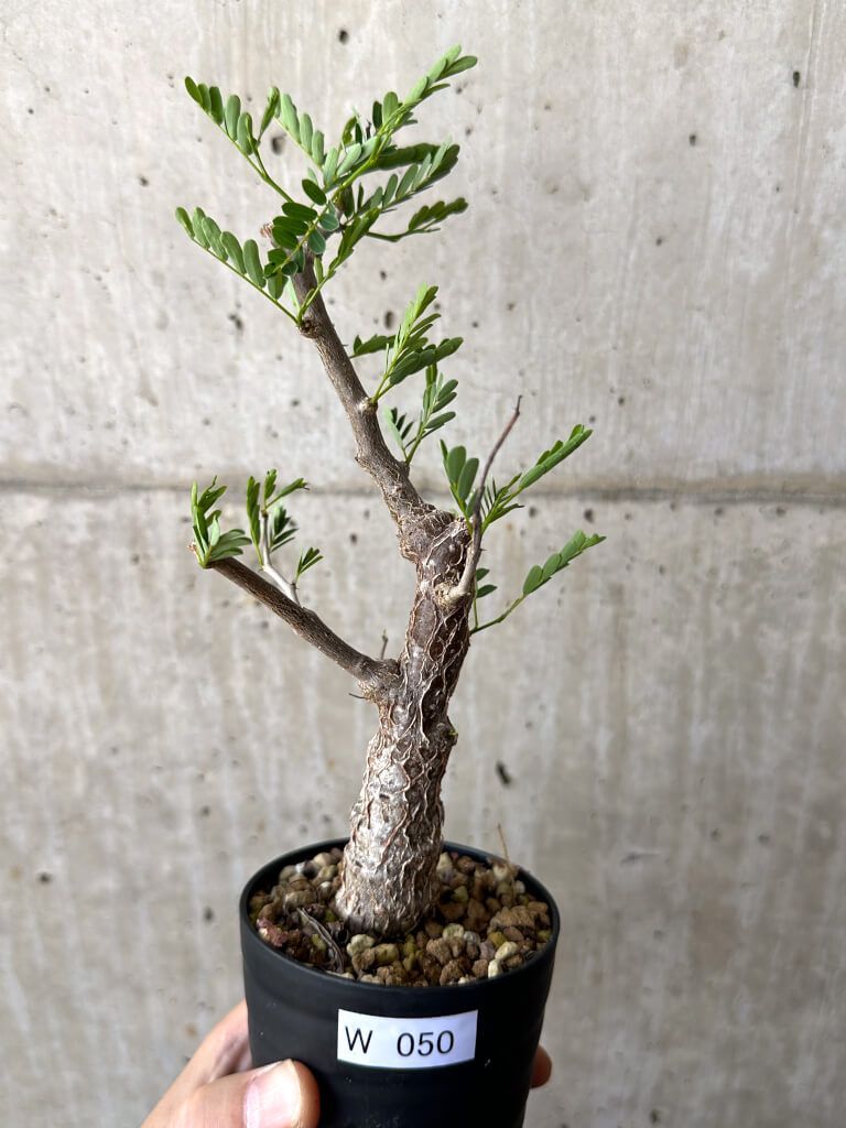 現品限り】センナ・メリディオナリス 実生【W50】 Senna meridionalis