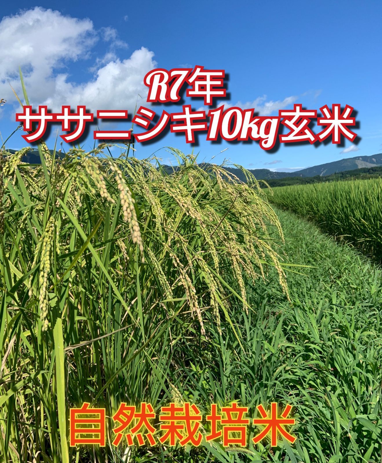 令和7年 棚田米 自然栽培米ササニシキ10kg玄米
