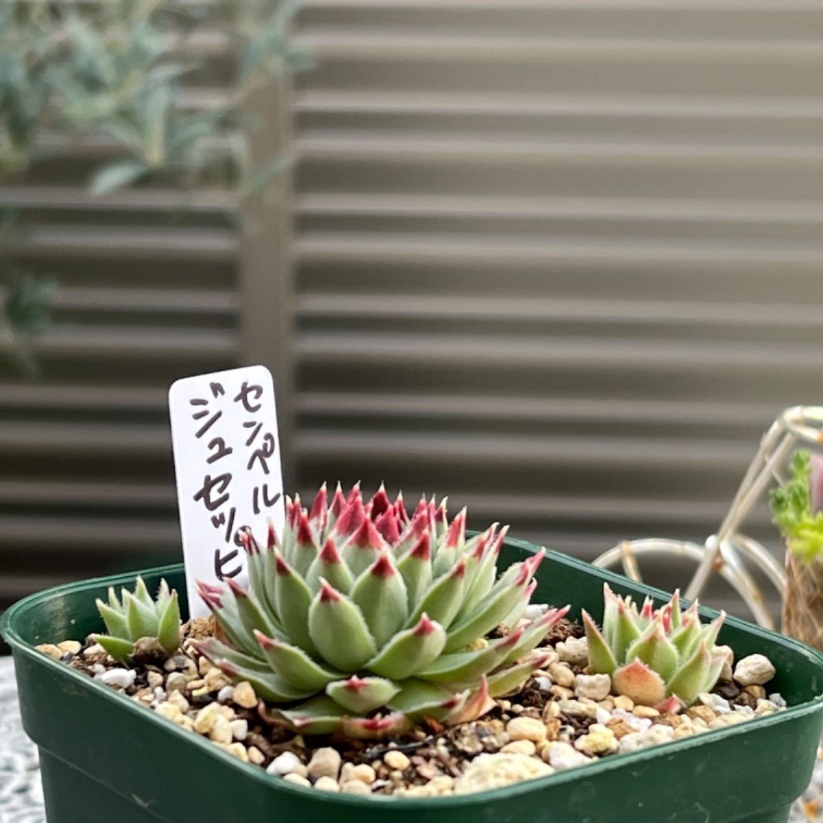 多肉植物 セット全部 - その他多肉植物