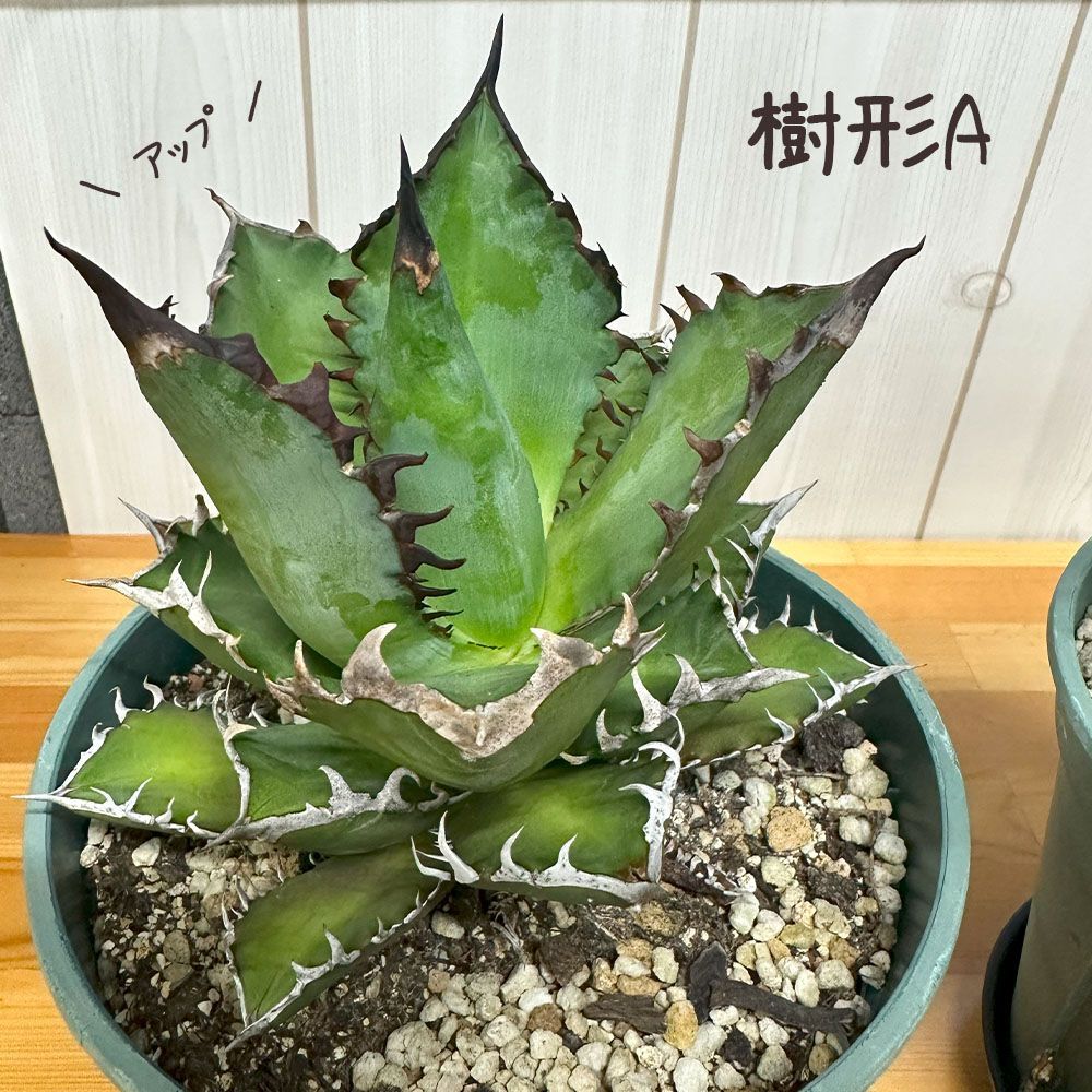Wf-特選744 多肉植物 アガベ チタノタ レッドキャットウィーズル ゴリ