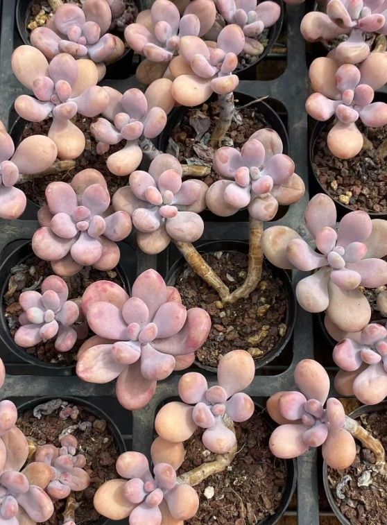 新入荷 ピーチエッグ ZM1751×50鉢 抜き苗 多肉植物 アエオニウム