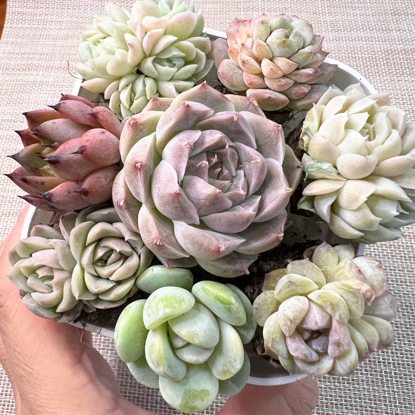 多肉植物　韓国苗　パラメラ　抜き苗 多肉植物 『パンドラ』と抜き苗セット 8苗 エケベリア 韓国苗 輸入苗