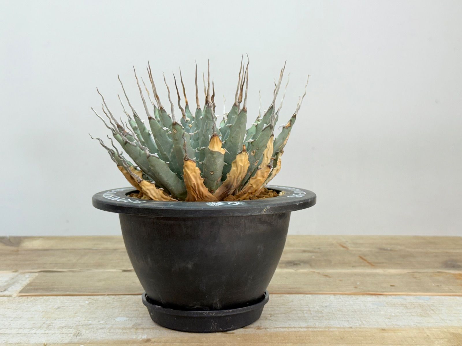 エボリスピナ特選株【陽炎】【発根済】【作家鉢】【送料込み】 agave